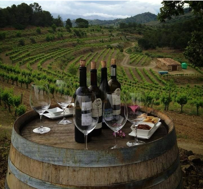 Wine experience